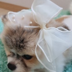 강아지왕리본핀