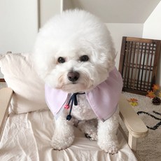 강아지한복케이프