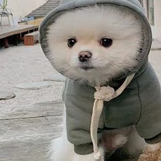 BABYDOG 반려동물 보뉴후드 티셔츠 DT039, 카키