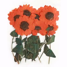 남원공방줄기꽃