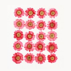 체크스토리 압화 미니 마가렛 20p, 다홍 염색