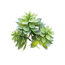 Garden in the City 多肉 6880005, 單色, 3個