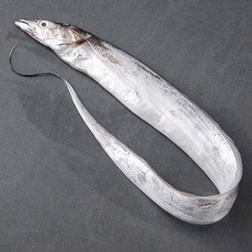 바다자리 생물 제주 은갈치 중 1마리, 300g, 1개