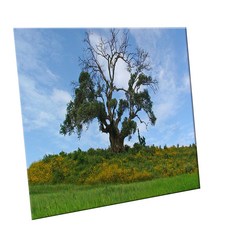 에이치티피 데코 타일, C2451 에티오피아의나무한그루, 1개
