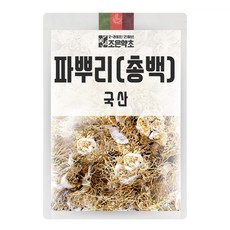 파뿌리