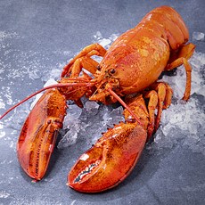 아라보감 산지직송 어제 찐 자숙 랍스타, 850g, 1세트