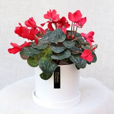 블뤼엔 관엽식물 시클라멘, 레드, 1개