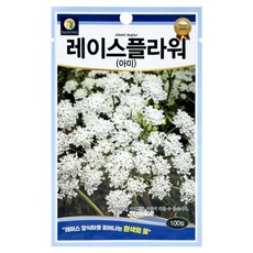 다농 레이스플라워 아미 씨앗 100p, 1개 1개