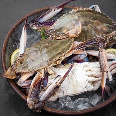 살맛나요 서해안 산지직송 생물 자망 꽃게 대 (냉장), 1kg(2~3미), 1개