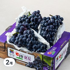 영동농협 메이빌 켐벨포도, 1.5kg(3~6수), 2개 - 수노기