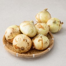 친환경 제주 양파, 1.5kg, 1개