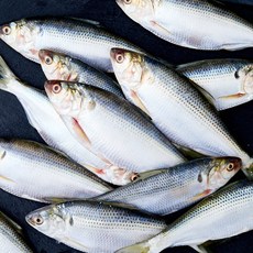 바다림 서해안 산지직송 제철 생물 전어 (냉장), 1kg(11~15미), 1개