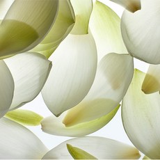 목련벽지