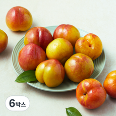 산지직송 아주마 영동 추희 자두 1kg(대과), 6박스, 1kg