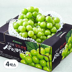 영길팜 당도선별 샤인머스캣, 1.5kg, 4박스