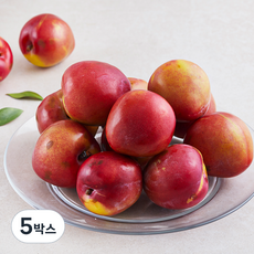 아주마 저탄소 인증 산지직송 영동 후무사 자두, 1kg(대), 5박스