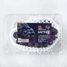 진시황 GAP 인증 100% 비파괴 당도선별 거봉, 500g, 1개 - 쇼부도