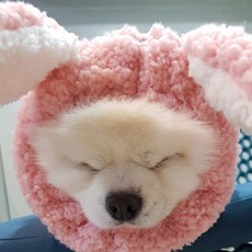 도그맘 반려동물 뽀글이워머, 토끼