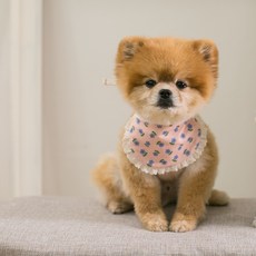 레이지펫