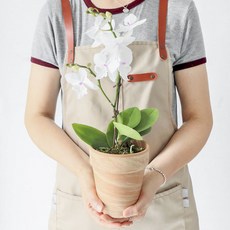 모리앤 만천홍 호접란 마블화분, 퓨어화이트, 1개
