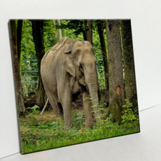 시트라인도기질타일