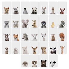 삼호에듀동물카드