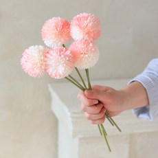 퐁퐁 조화 국화, 핑크, 5개