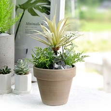 Garden in the City 和諧自然多肉植物688010, 混色, 1個
