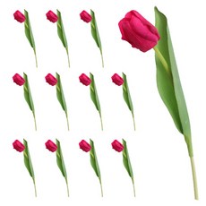 추천10망고튤립