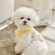 베니즈 반려동물 써니 크롭 탑, 옐로우