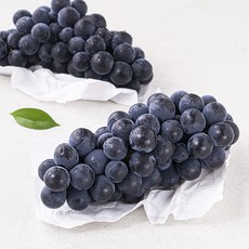 한옥토 캠벨 포도, 1개, 500g(2송이)