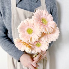 코코도르팜 생화 미니거베라 5대, 코랄피치