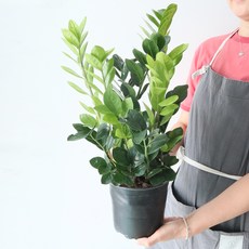 모리앤 금전수 중품포트 공기정화식물, 혼합색상, 1개