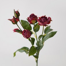 블루밍앤미 부르즈 부쉬, 레드