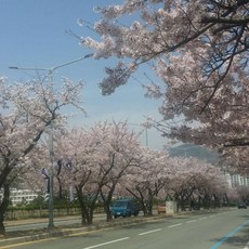 추천5진해벚꽃