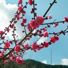 추천4여수벚꽃