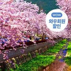 추천4진해벚꽃축제