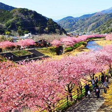 [일본] 도쿄 시즈오카 벚꽃 + 고템바 아울렛 버스 투어