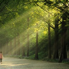 [보성] 푸른 물결, 보성 녹차밭 -담양 죽녹원 당일 여행-