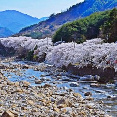 추천2 섬진강벚꽃