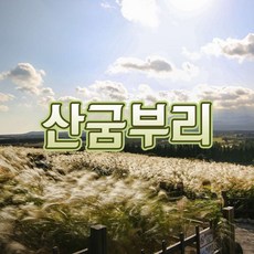 제주도돌고래투어