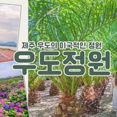 [제주동부] |제주|우도정원|서빈백사 5분거리