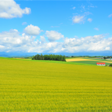 [삿포로] #모두투어 여름 북해도 풍경여행 4일 (후라노/비에이/온천호텔/팜도미타/대게특식) #티웨이 항공 #JCP672TWLA