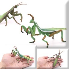 항라사마귀