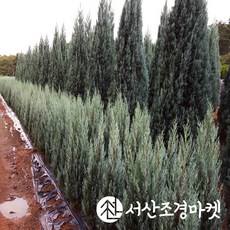블루엔젤 TOP01