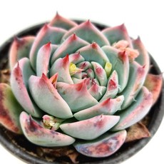 가시연꽃