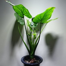 [나인에잇틴]하트알로카시아 대품 공기정화식물