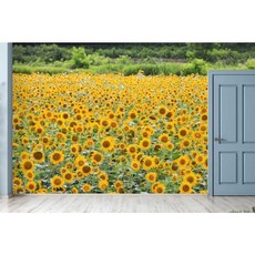 뮤럴벽지해바라기