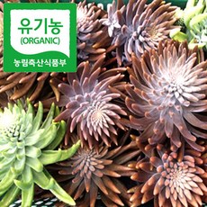 유기농 인증 와송 냉동와송 3kg 노지배재 국산 토종 와송