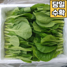 [당일수확] 어린 열무 아기 열무 공품 열무, 1박스, 얼갈이 배추 8kg